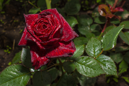 Rose "Black Baccarat" after rain on a summer flowerbedの写真素材