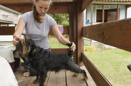 A woman in a gray T-shirt dog inspects and preparing it to the dog show