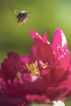 Bumblebee in flight on a pink peony in a summer gardenの写真素材