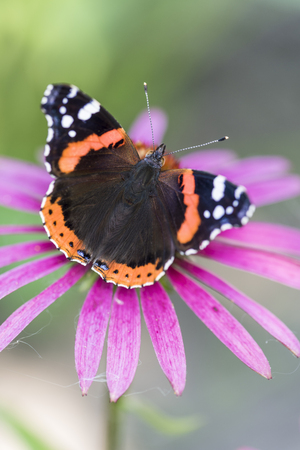 Brown-orange butterfly Admiral on a pink flower close-upの写真素材