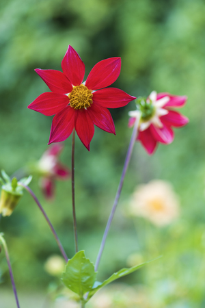 Scarlet dahlia type Bambino summer day on a sunny flower bedの写真素材