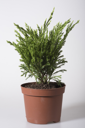 Seedling of juniper in a flower pot for planting in the gardenの写真素材