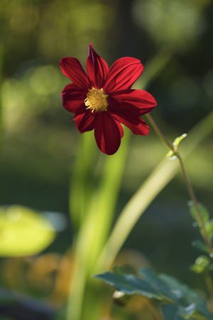 Scarlet dahlia type Bambino summer day on a sunny flower bedの写真素材