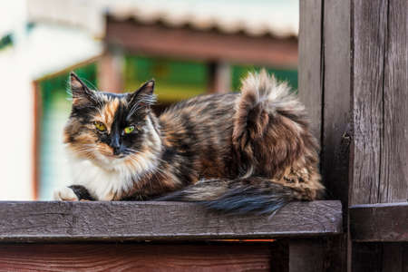 A tricolor motley cat sits on the railing of a country houseの写真素材