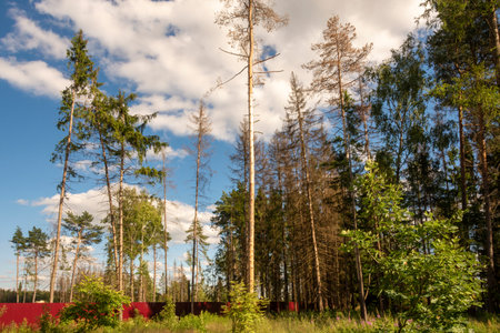 Forest edge near a suburban village, beautiful summer landscape