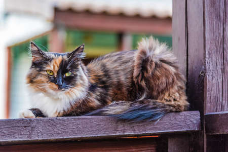 A tricolor motley cat sits on the railing of a country houseの写真素材