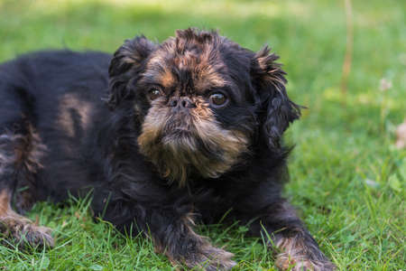 The dog of the Belgian griffon, lying on the lawn with a close lookの写真素材
