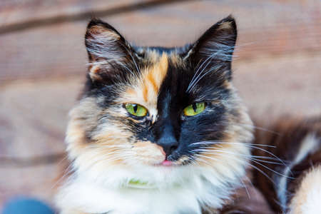 Tricolor cat gaze, close upの写真素材