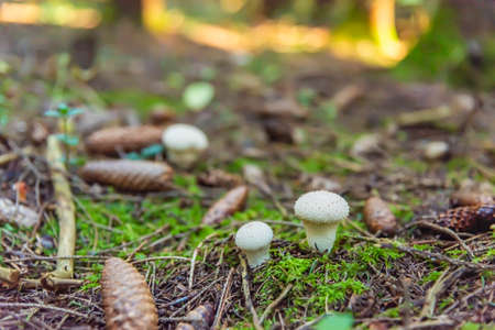 Mushroom raincoat or "Grandfather's tobacco" in the autumn forest among moss and branchesの写真素材