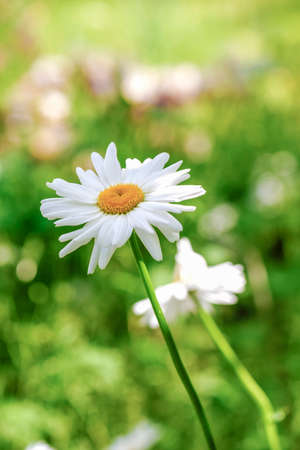 Daisies - ornamental and medicinal flowersの写真素材