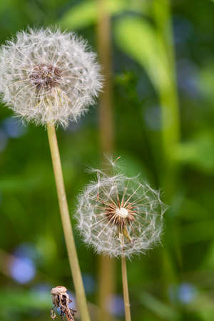 Several dandelion flowers on a summer day among the green grassの写真素材