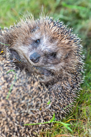 Photographing a hedgehog on a smartphoneの写真素材