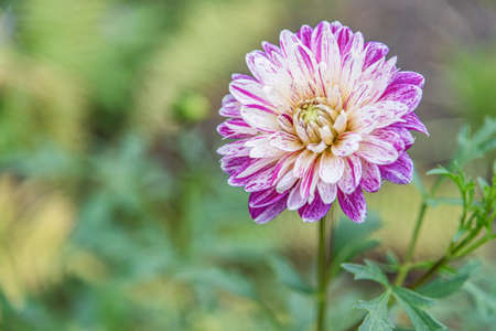Variegated purple and white dahlia in a garden bedの写真素材