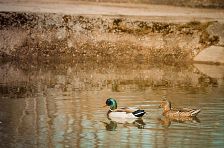 Duck and drake swim in a pair in a pond, in early springの写真素材