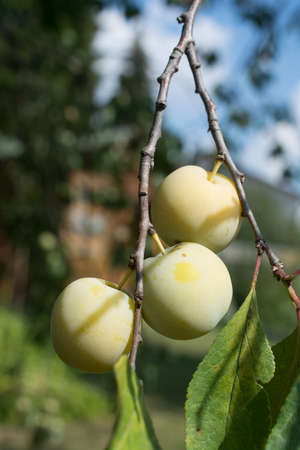 Yellow plums, mirabelle on a tree branch in the gardenの写真素材