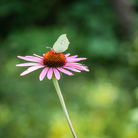 Butterfly cabbage whiting on a pink flower on a flowerbed in a summer gardenの写真素材