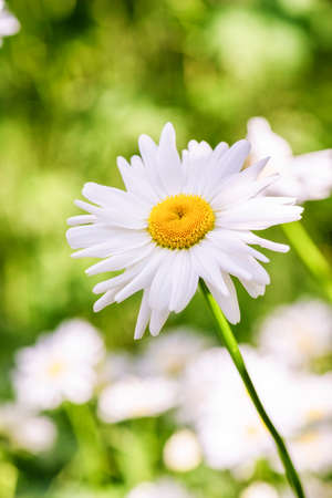 Daisies - ornamental and medicinal flowersの写真素材