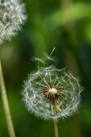 Several dandelion flowers on a summer day among the green grassの写真素材