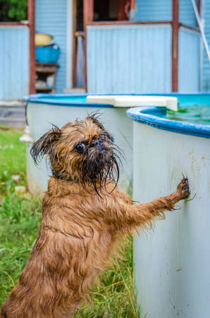 Small ginger dog, brussels griffon, after swimming in the poolの写真素材