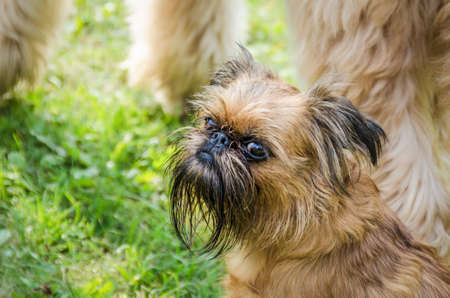 Ginger dog, Brussels griffin, on the lawnの写真素材