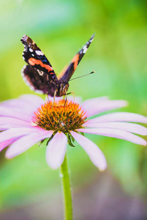 Brown-orange butterfly Admiral on a pink flower Rudbeckiaの写真素材