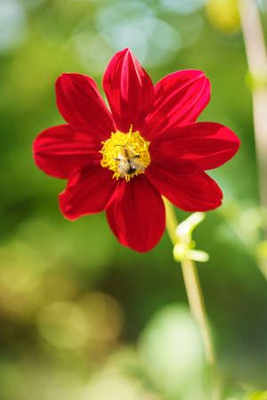 Bumblebee on a red dahlia in a summer garden on a flower bedの写真素材