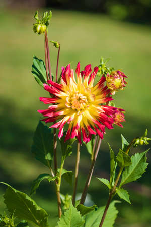Yellow-red dahlia on a sunny summer day on a garden bedの写真素材