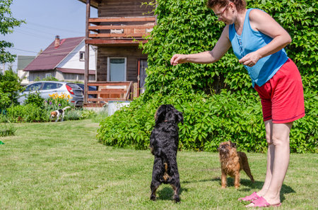 A woman in a blue T-shirt and red shorts, plays with the Belgian and Brussels griffons, the English beagle runs towards them, in the backgroundの写真素材