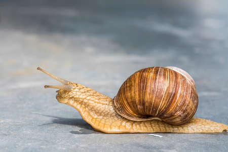 Horned snail on a gray background and free spaceの写真素材