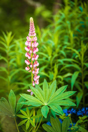 One pink lupine in the summer gardenの写真素材