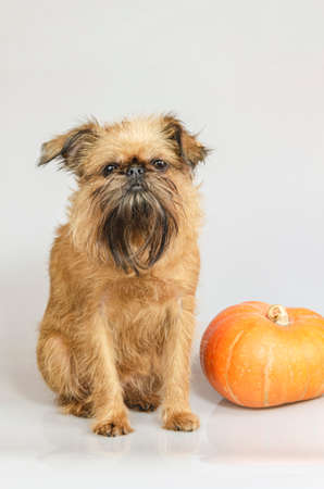 Dog - a Brussels Griffon and pumpkin. on a white background - studio photographyの写真素材