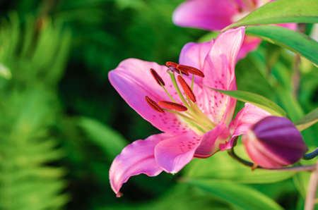 Pink lily among greenery in a garden flower bedの写真素材