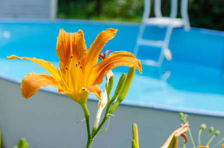 Orange lily on a green background of plants in the gardenの写真素材