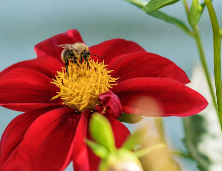Bumblebee on a red dahlia in a summer garden on a flower bedの写真素材