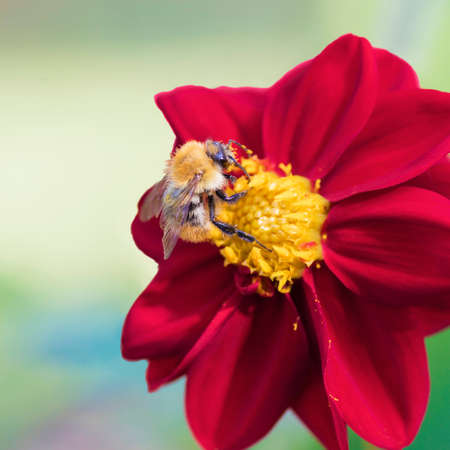 Bumblebee on a red dahlia in a summer garden on a flower bedの写真素材