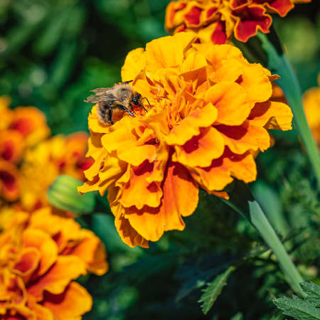Shaggy bumblebee on an orange flower in sunny weatherの写真素材