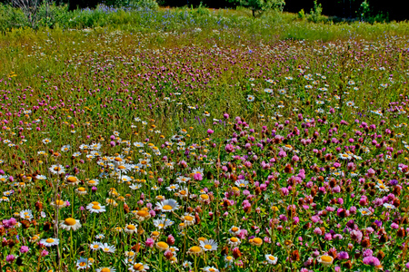 Summer meadow with purple flowers and blue sky
