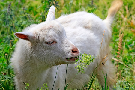 Young goat is eating grass in a meadowの写真素材