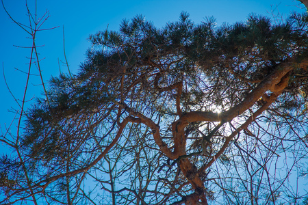 The sun pierces through the branches of the pines