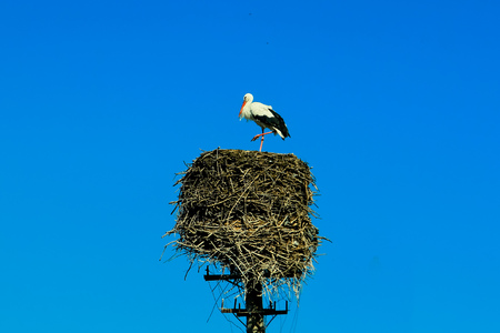 Stork stands in the nest on the pillar