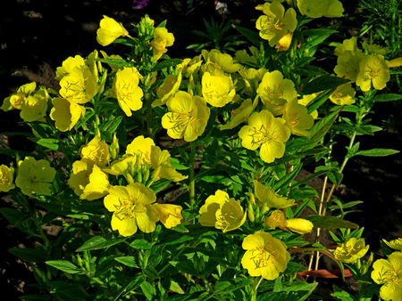 Enotera - yellow flowers is floweringの写真素材