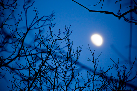 View of the incomplete moon on the night sky through the branches of treesの写真素材