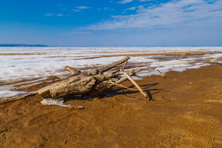 Old dry tree lies on the sand on the river bankの写真素材