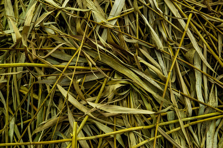 Background of leaves and stems of dry caneの写真素材