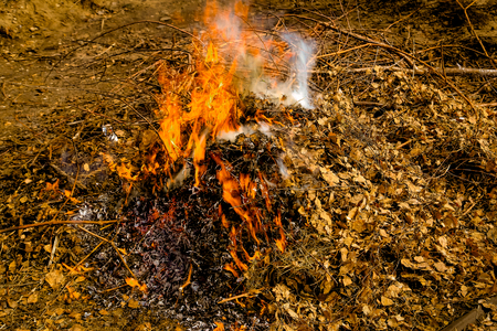 Burning of dry fallen leaves and branches in the springの写真素材