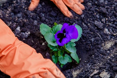 Hands in gloves plant a purple flower in the groundの写真素材