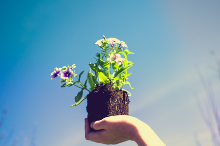 Children's hands hold a blue flower for plantingの写真素材