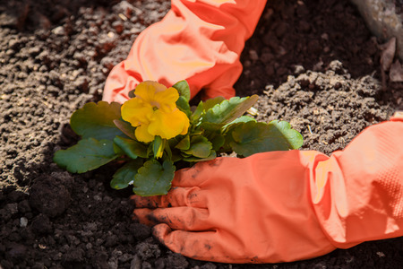 Hands in gloves plant a yellow flower in the groundの写真素材