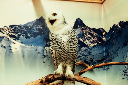 White polar owl sits on a branchの写真素材