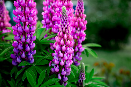 flowering lilac lupines on a background of green foliageの写真素材